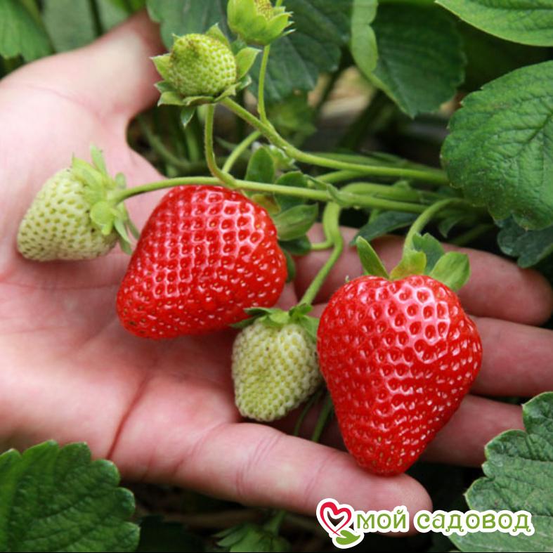 Клубника Портола