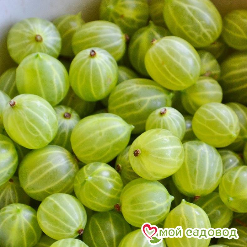 Крыжовник Кубанец