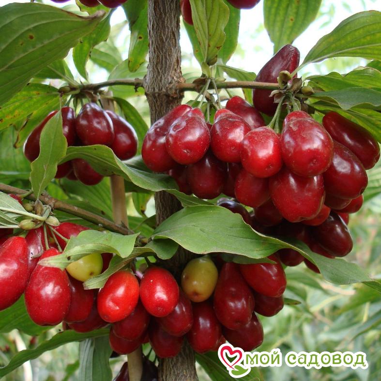 Кизил обыкновенный Макрокарпа (Cornus Macrocarpa)