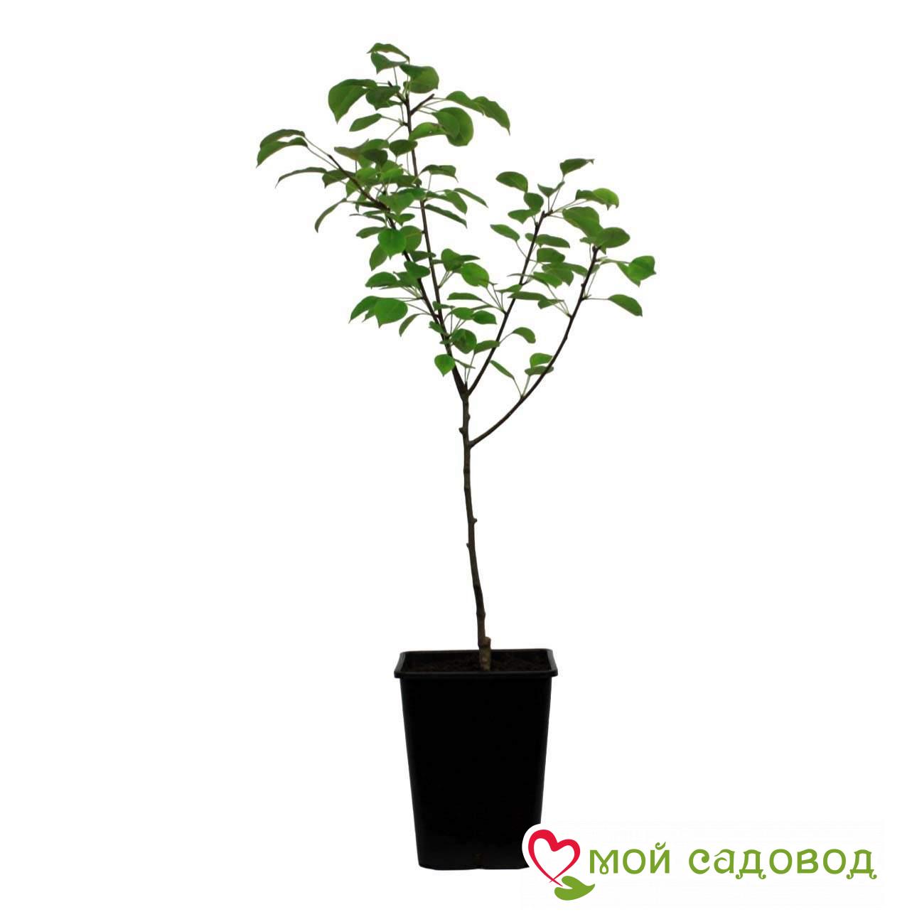 Груша Зурбаган